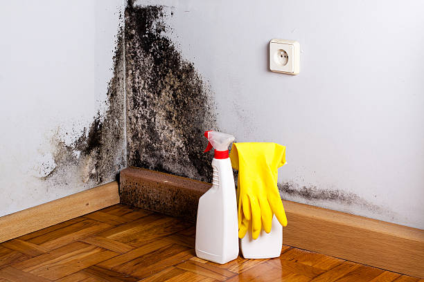 Best Mold Damage Restoration  in Wilkes Barre, PA